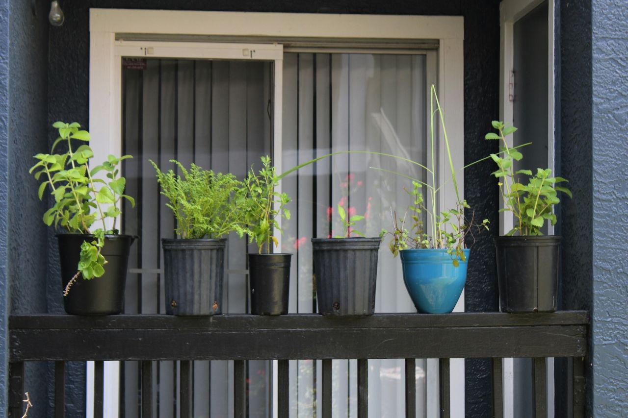 Kruiden op balkon