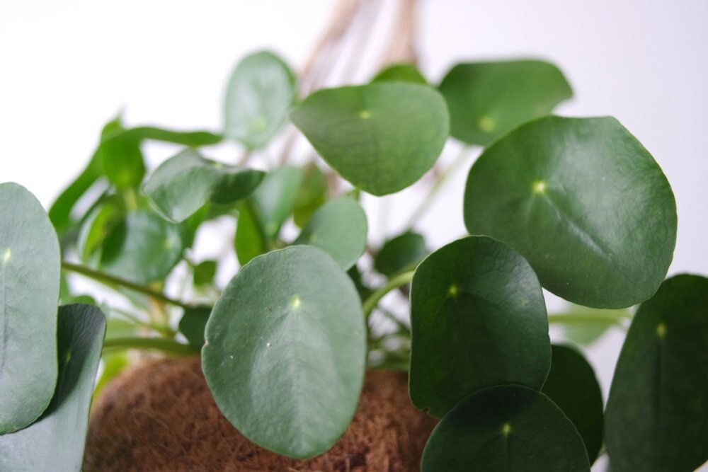 Pilea Pannenkoekplant