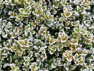 Buxus in de winter Buxus in de winter