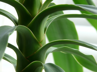 Kamerplanten Kamerplanten