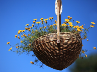 Hanging baskets Hanging baskets