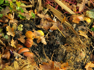 Tuinonderhoud in oktober Tuinonderhoud in oktober