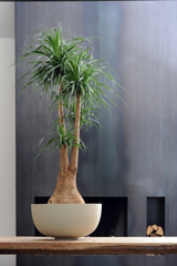 Beaucarnea: een stoere plant zonder opsmuk Beaucarnea: een stoere plant zonder opsmuk