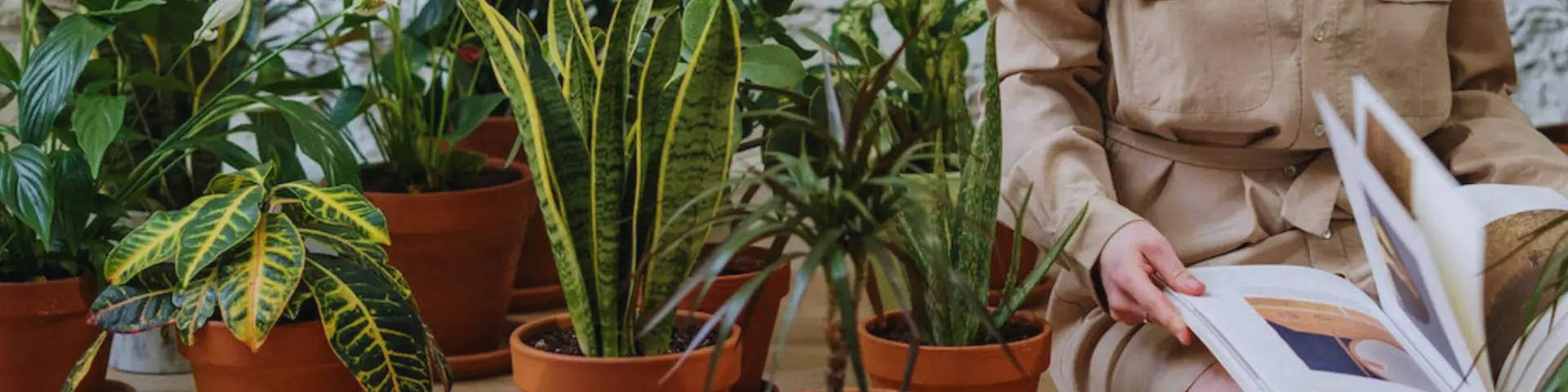 Kerstboom eruit, kamerplant erin