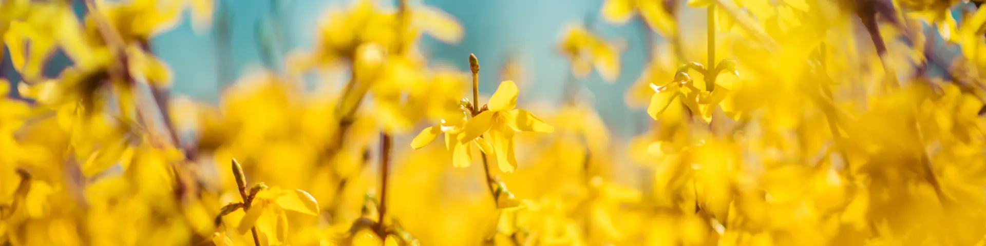 Voorjaar bij Tuinland
