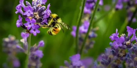 Creëer een bijvriendelijke tuin met deze tips