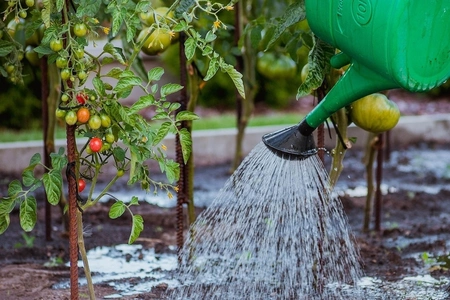 Duurzaam: regenwater opvangen & gebruiken in de tuin