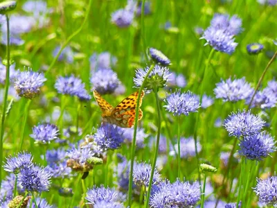 Een kleurrijke tuin met weinig onderhoud? 5 makkelijke planten!