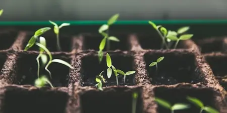 Een plant stekken, zo doe je dat!