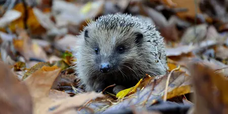 Egels in je tuin: hoe zorg je goed voor deze schattige bezoekers?