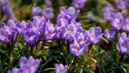 Herfstbollen planten: krokus, narcis en tulpen voor een kleurrijk voorjaar | Tuinland