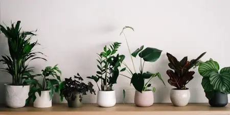 Hoe verzorg ik mijn kamerplanten?