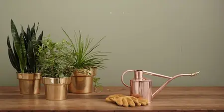 Kamerplanten verzorgen, hoe doe je dat?