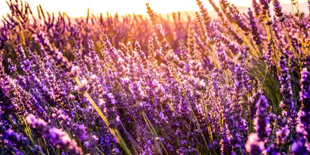 Geurende bloemen en kruiden