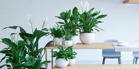 Luchtzuiverende planten: Waarom deze perfect zijn voor jouw huis
