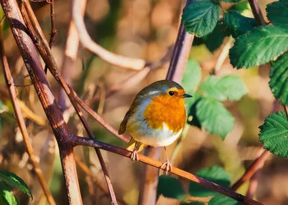 Maak je tuin vogelvriendelijk: 5 simpele tips