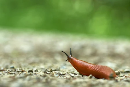 Naaktslakken bestrijden: praktische oplossingen voor een gezonde tuin