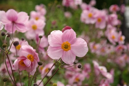 Nazomerbloei: deze planten doen het goed