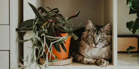 Planten die veilig zijn voor katten
