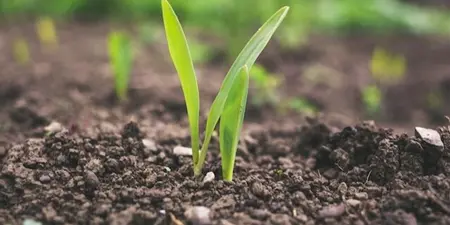Potgrond of Tuinaarde: Wat zijn de verschillen?