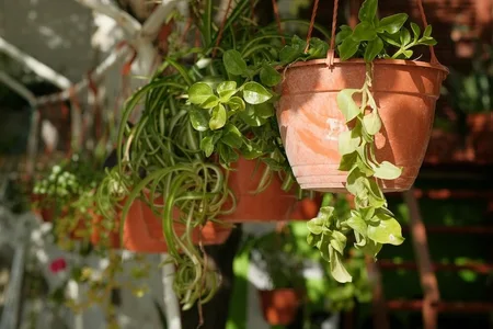 Potten en bakken beplanten: zo blijft het mooi van voorjaar tot herfst