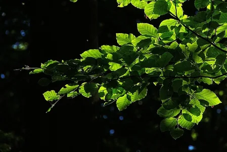 Schaduw in de tuin: zo maak je er iets moois van