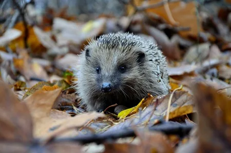 Slim herfstblad opruimen én hergebruiken in je tuin