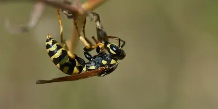 Tips tegen wespen: Hoe houd je ze op afstand?