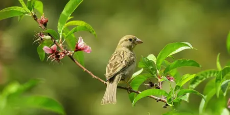 Tips voor een biodiverse tuin