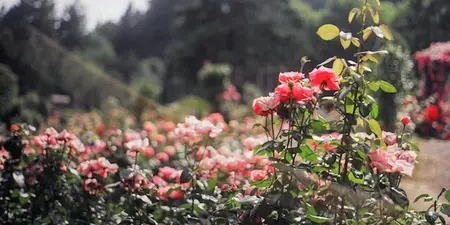 Tips voor prachtige rozen in de tuin