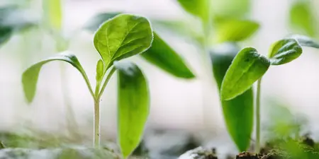Tips voor tuinieren: Hoe begin je?