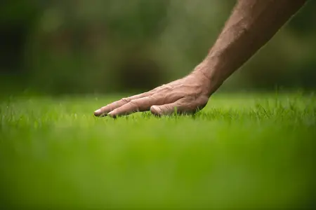 Voetrot voorkomen: zo houd je je planten gezond