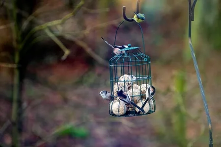 Vogels helpen in de winter: nestkast & voedingstips