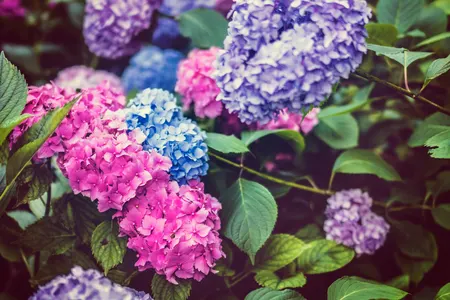 Wanneer en hoe snoei je een hortensia? Alles wat je moet weten