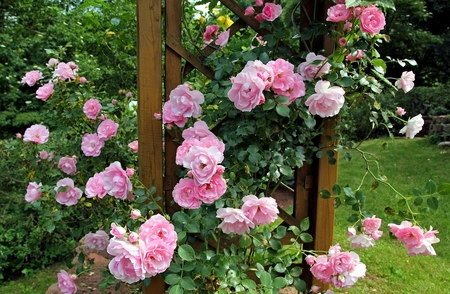 Roze Klimrozen