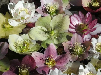 Diverse kleuren Helleborus bloemen