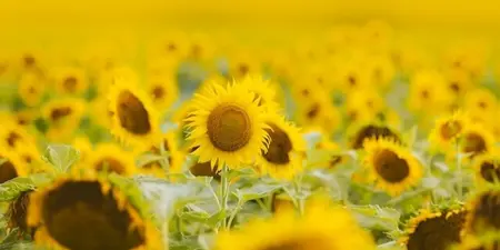 Welke Tuinplanten kunnen in de zon: 10 Planten voor een stralende tuin