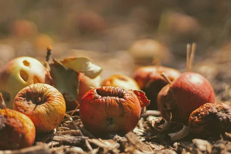 Zelf een compostbak maken: goed voor je tuin én het milieu
