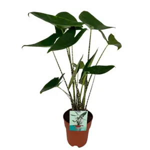 (01) ALOCASIA ZEBRINA P19