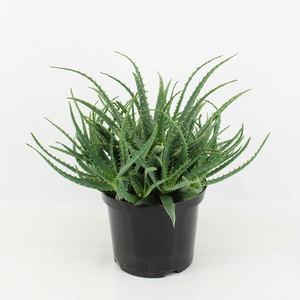 (01) ALOE ARBORESCENS P21 - afbeelding 2