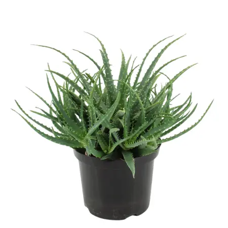 (01) ALOE ARBORESCENS P21 - afbeelding 1