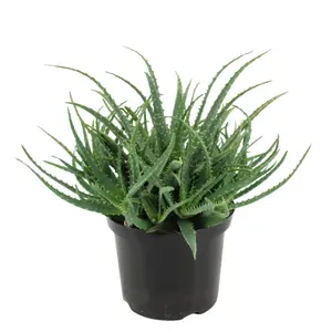 (01) ALOE ARBORESCENS P21 - afbeelding 2