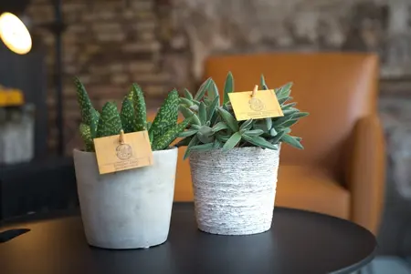 (01) ALOE PARADISICUM, 10.5CM - afbeelding 3