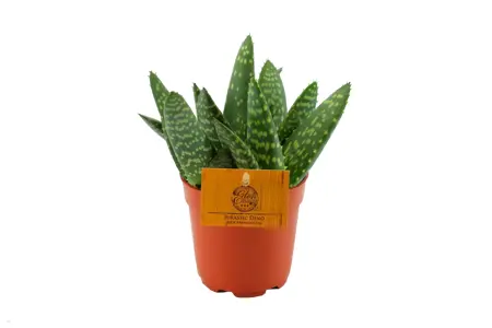 (01) ALOE PARADISICUM, 10.5CM - afbeelding 1