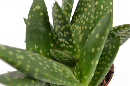 (01) ALOE PARADISICUM, 10.5CM - afbeelding 4