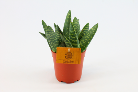 (01) ALOE PARADISICUM, 10.5CM - afbeelding 2