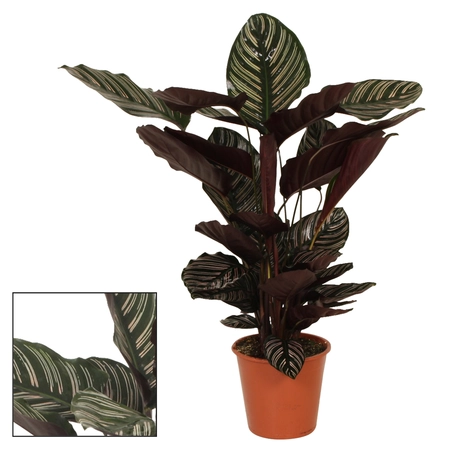 (01) CALATHEA 'ORNATA' POTM 19 - afbeelding 2