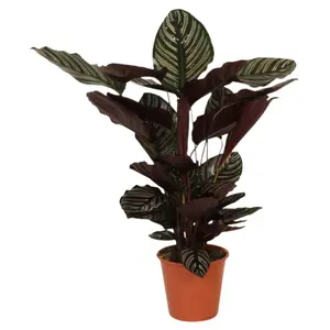 (01) CALATHEA 'ORNATA' POTM 19 - afbeelding 3