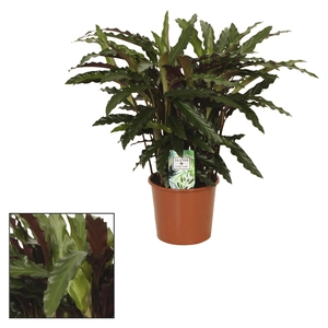 (01) CALATHEA RUF. ELGER GRASS P17