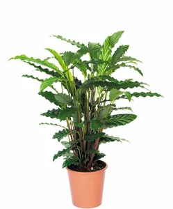 (01) CALATHEA 'TROPISTAR' POTM 21